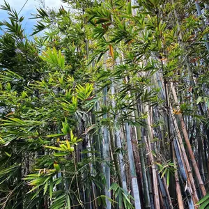 Tropical Blue Bamboo XL Rhizome Divisions