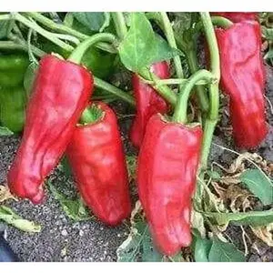 Pepper Seeds - Aleppo , Biber in Turkish