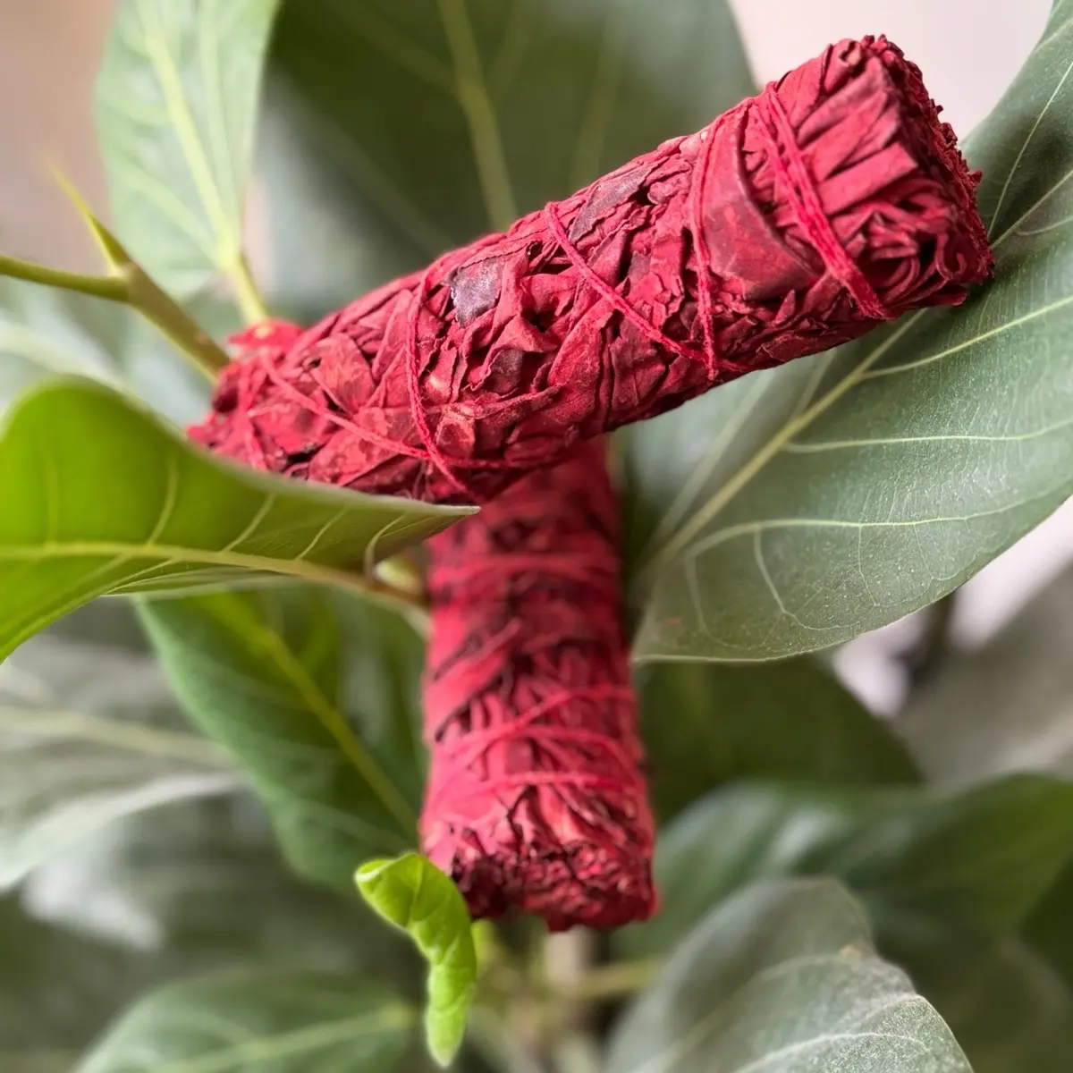 Dragon’s Blood Smudge Bundle (3Pack)