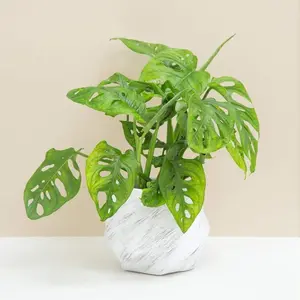 MONSTERA - SWISS CHEESE PLANT- 1 PLANT 2 to 3 leaves per 4" POT