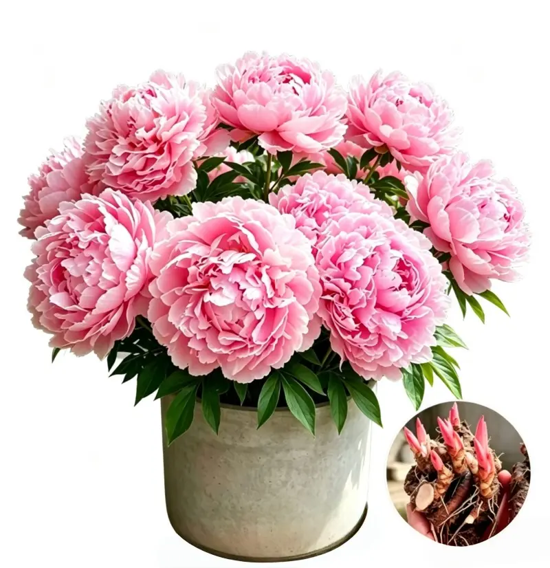 Peony Flower Root Tubers for Planting, Hardy Perennial Fragrant Garden Ornamental Plant, Large Showy Blooms, Easy-to-Grow Outdoor Backyard Option for Beginner Gardeners