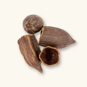 Cocoa Pods for Aquariums & Bioactive Enclosures