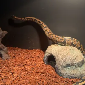 ToxiRium Reptile Tank 120 Gallons 48"x24"x24" Large Enclosure for Bearded Dragon Ball Python Gecko Pet Frog Snake Terrarium with Aluminum Frame Heavy Duty Screen Front Sliding Tempered Glass Door Combination Lock - Vivarium