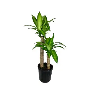 Dracaena Mass Cane Corn Plant - Live Plant in a 8 Inch Pot - Dracaena Fragrans - Beautiful Easy Care Air Purifying Indoor Houseplant
