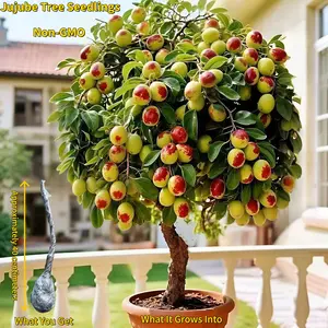 Heirloom Non-GMO Winter Jujube Sapling – Perfect for Pots or Garden, Thrives in North & South, Blooms in Spring & Summer, Heavy Fruit Production, Live Tree Seedlings