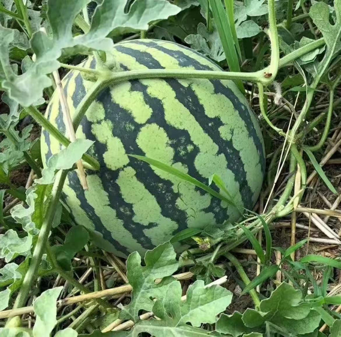 100PCS Watermelon Seeds for Planting – Heirloom Variety, Sweet Seeded Fruit, Easy Grow Garden Seeds for Home & Outdoor Planting