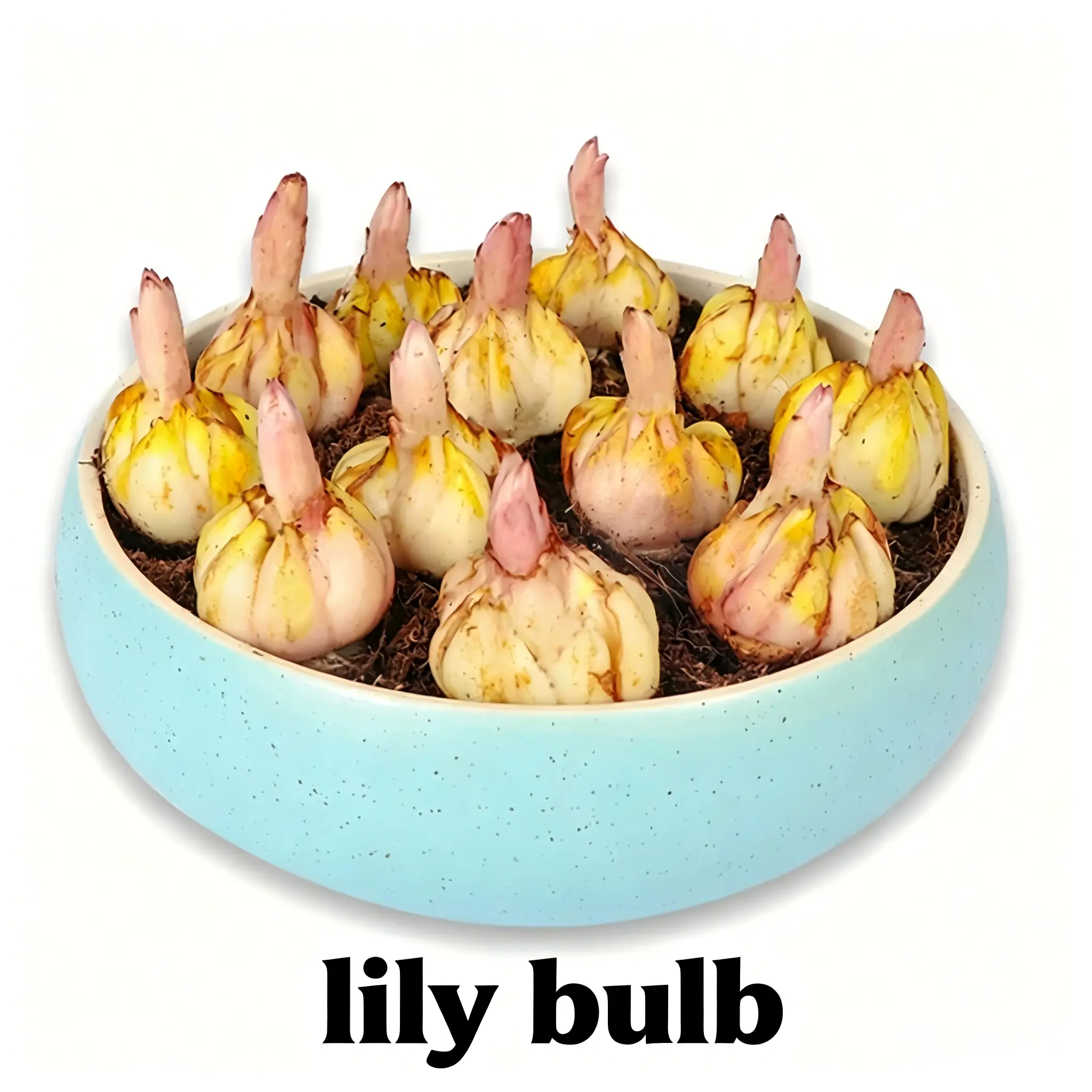 Perfume Lily Flower Bulbs, Fragrant Garden Root Tubers for Indoor Outdoor Planting, Novice Friendly