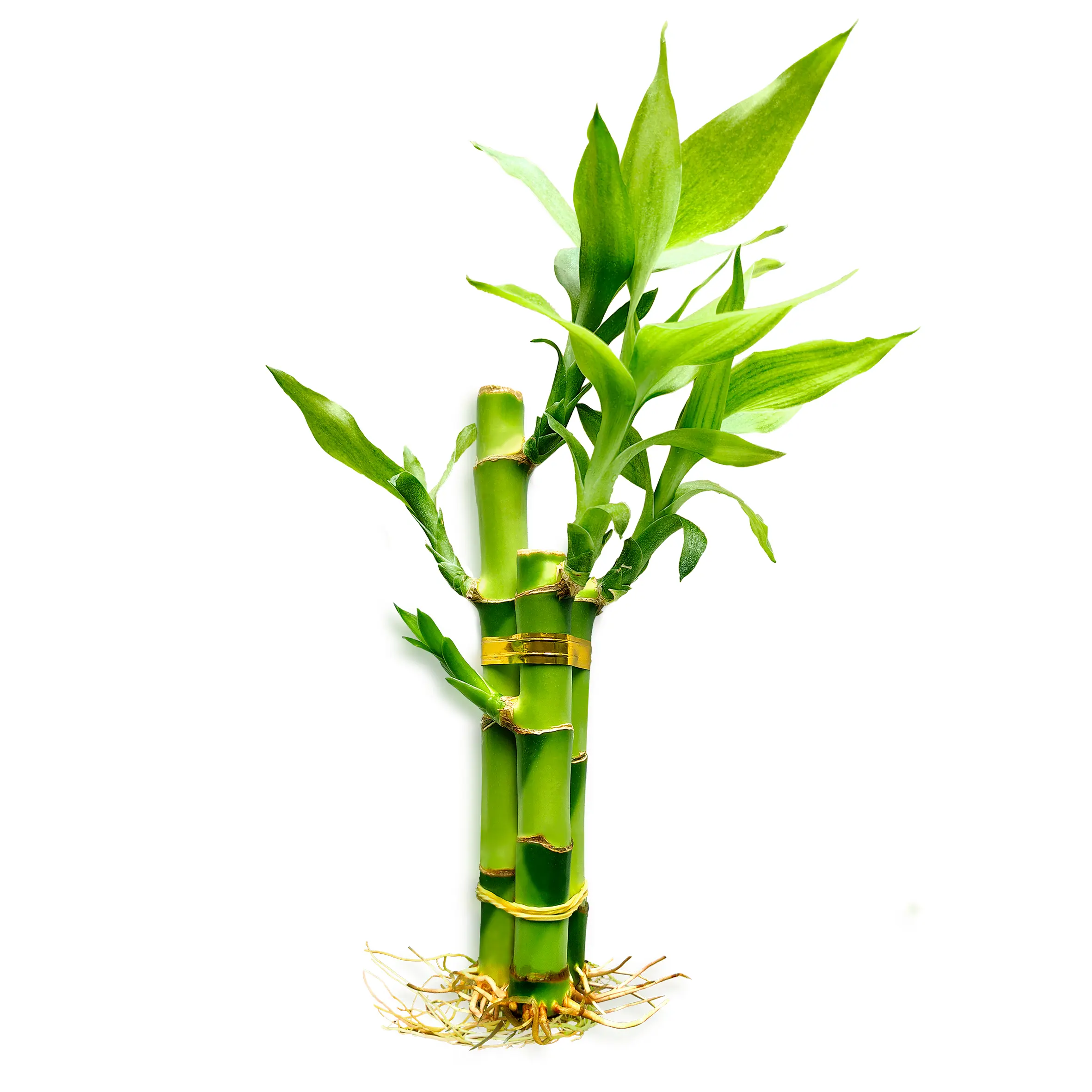 3 Stalks Live Lucky Bamboo Plant Set, 4" & 6" Indoor Water Plant with Plant Nutrient, Easy Care Good Luck Decor