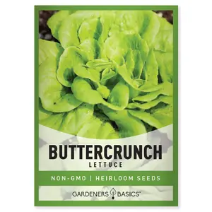 Buttercrunch Lettuce Seeds