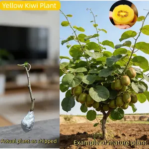 Bare Root Golden Kiwi Plant, Cold & Drought Resistant, Ideal for Pots or Garden, Great for Beginners