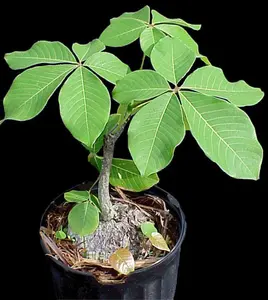 LIVE PLANT 3ft Pseudobombax ellipticum - Shaving Brush Tree for bonsai