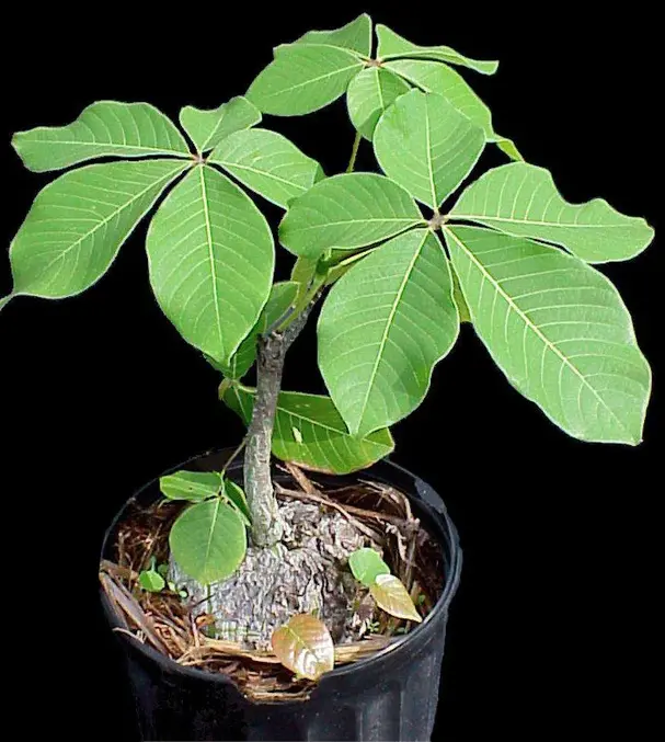 LIVE PLANT 3ft Pseudobombax ellipticum - Shaving Brush Tree for bonsai