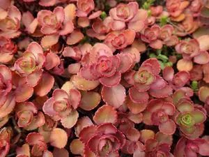 50 Red DRAGONS BLOOD SEDUM Stonecrop Sedum Spurium Flower Seeds