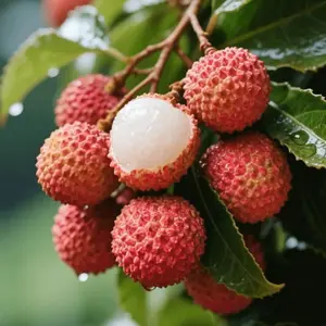 Lychee Seeds - Tropical Fruit for Your Backyard Easy to Care For - Perfect for Gardening Enthusiasts
