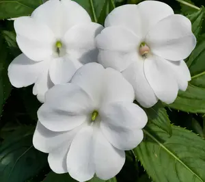 Cottage Farms 3-Piece Bright Lites SunPatiens