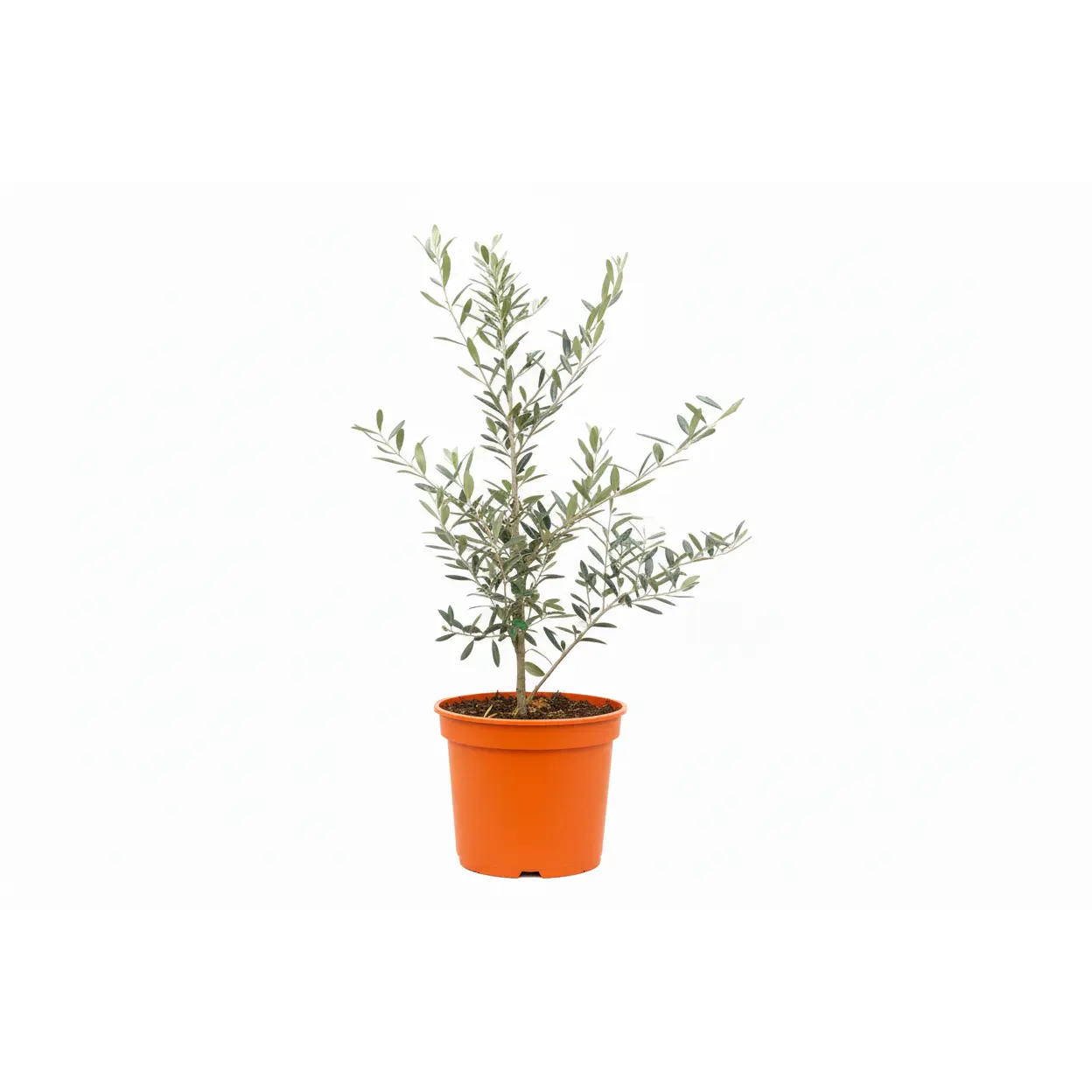 Olive Tree