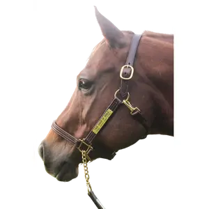 TS Sale/Show Leather Halter with Snap