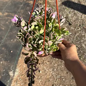 Trailing Jade 6 in pot senecio Jaconsenii plant