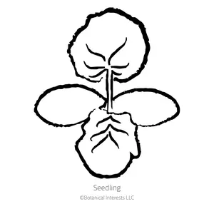 Triumph Summer Squash Seeds