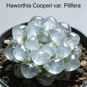 Ice Lamp Haworthia Live Plant, Colorful Transparent Succulent for Indoor Decor, Thrives in Sunny Spots with Easy Care for Home Garden