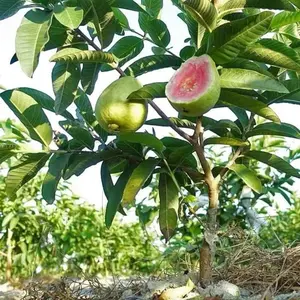 Fruit Tree Seeds: Guava Seeds Suitable for Outdoor Gardens, Greenhouses & Potted Plants, Easy-to-Grow Varieties Ideal for Beginner Gardeners.