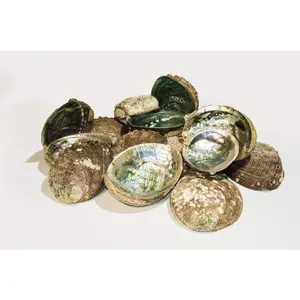 Green Abalone Sea Shell One Side Polished Beach Craft 5" - 6" (24 pcs) #JC-17