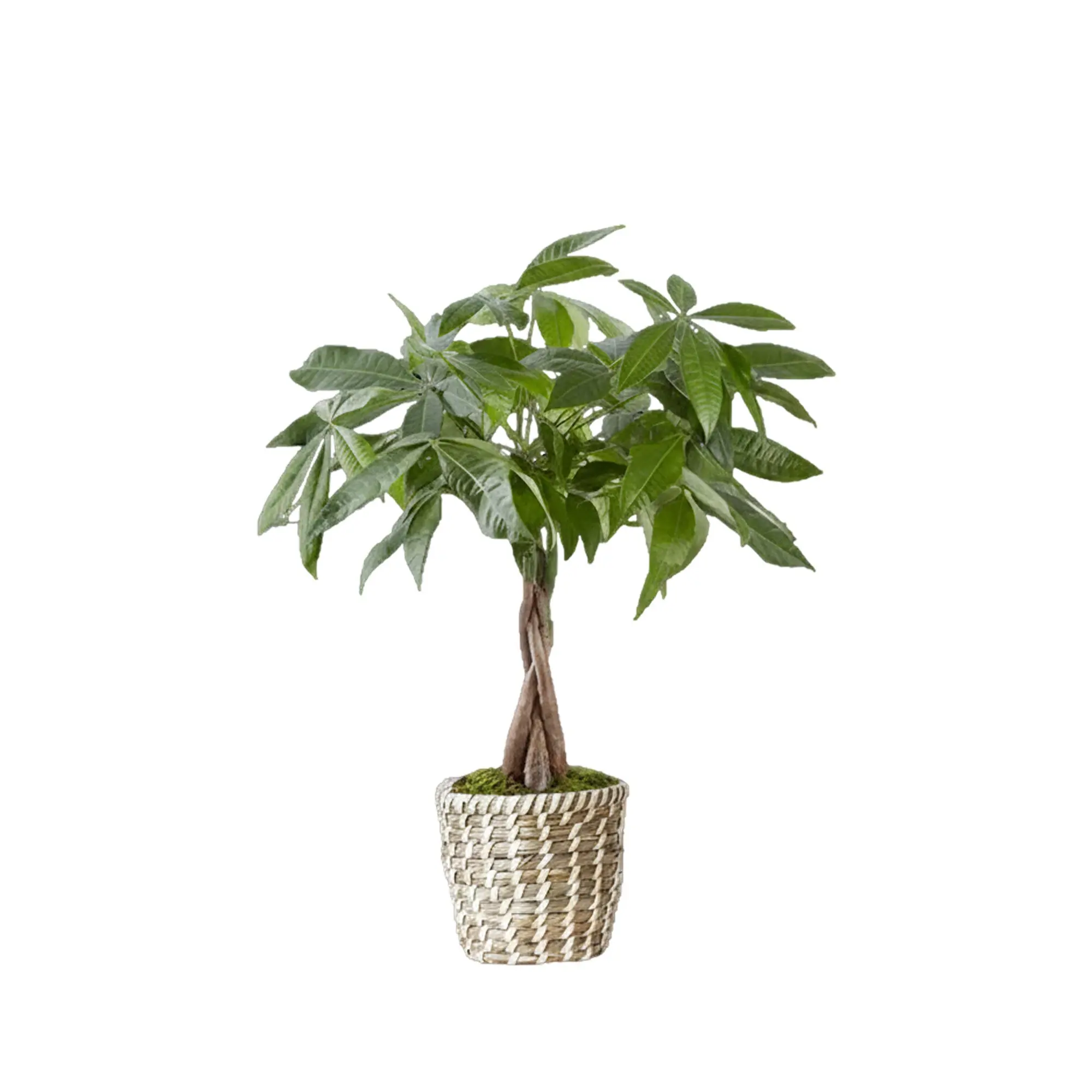 1800 Flowers - Money Tree Small | Potted Money Tree for Delivery