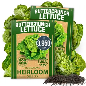 Buttercrunch Lettuce Seed Pack - 3950 Non-GMO Vegetable Seeds - Ideal Seeds for Hydroponic Garden Indoor. Premium and Heirloom Butter Lettuce Seeds for Planting (Lactuca Sativa)