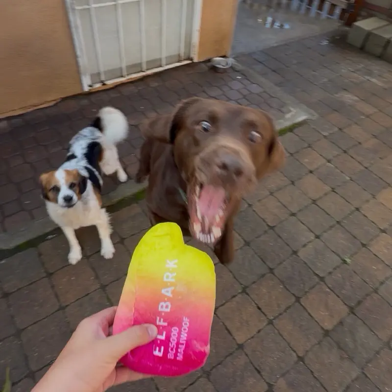 Funny  Dog Squeaker Toy