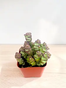 2 Inch Live Succulent Plants - Easy Care Succulents Fully Rooted in 2in Planter,Mini House Plants for Indoor Outdoor,Gift for Party Wedding Home Garden Decor