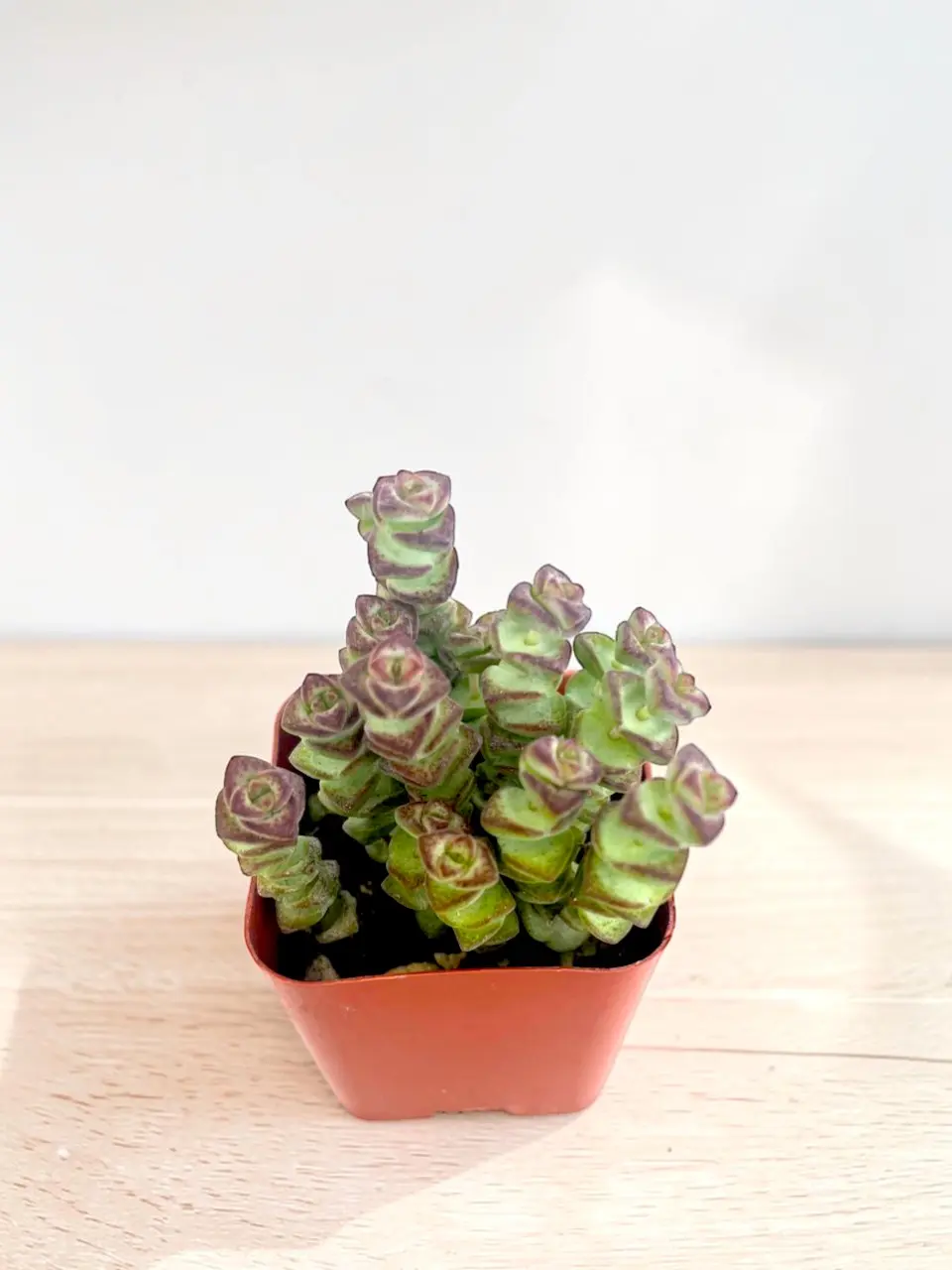 2 Inch Live Succulent Plants - Easy Care Succulents Fully Rooted in 2in Planter,House Plants for Indoor Outdoor, Trailing green Gift for Home Garden Decor, beginner friendly indoor plant enthusiast