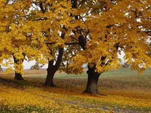 Boxelder Maple Tree Acer negundo Fast Seeds 6 Pack x 30 Seeds Non-GMO Heirloom Home Garden Container Raised Bed
