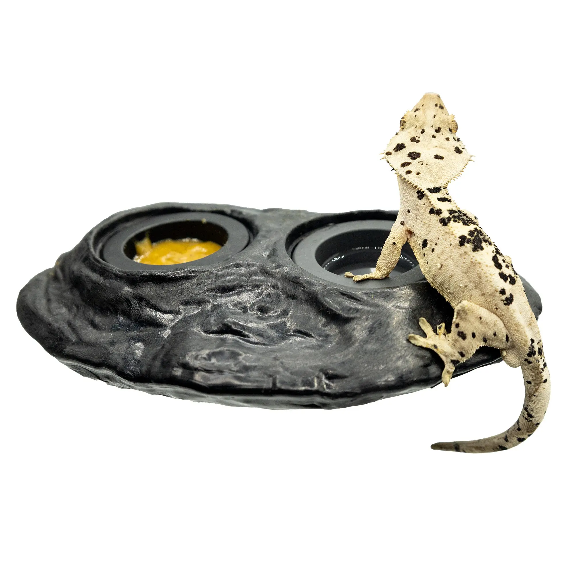 Ultimate Gecko Feeding Ledge - Magnetic Feeding Ledge for New Caledonian Geckos
