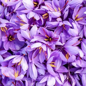 Flame of the Snowy Mountains, Oriental Mage Saffron Seeds 100Pcs，Premium Seeds for Home Cultivation，Herb Seeds Perennial Non-GMO.