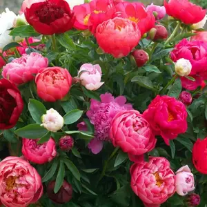 1000 pcs Red Peony Flower Seeds for All-Year-Round Planting – Perfect for Courtyards & Balconies