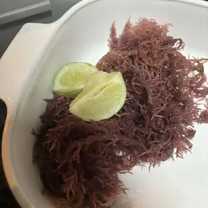 Purple Sea Moss Organic Wildcrated - Eucheuma Cottonii species from St Lucia - 4 oz dry sea moss Dried Dried