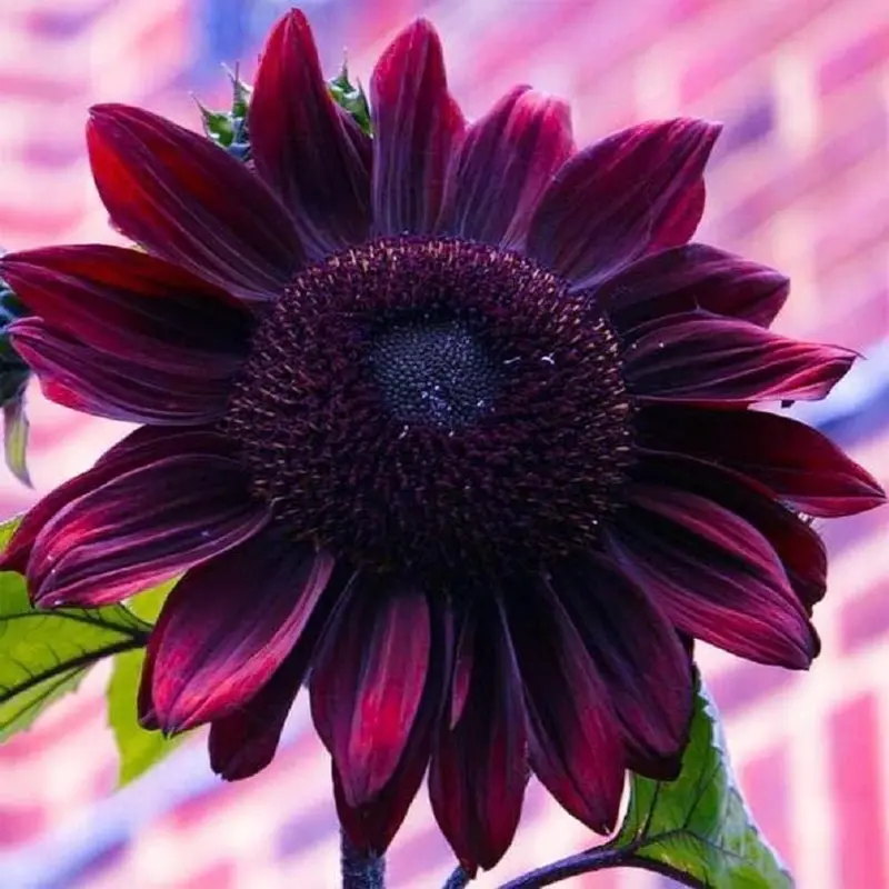 CZ GRAIN 50-Seed Pack Chocolate Cherry Sunflower Seeds for Planting, Rare Easy-to-Grow Hand-Packaged Outdoor Garden Supplies, Standout Blooms, Garden Delight, Customer Satisfaction Guaranteed