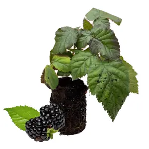 Chester Blackberry Plant | Thornless Late-Season Bare Root Plug | High Yield, Sweet Firm Berries, Cold Hardy (Zones 5–8)