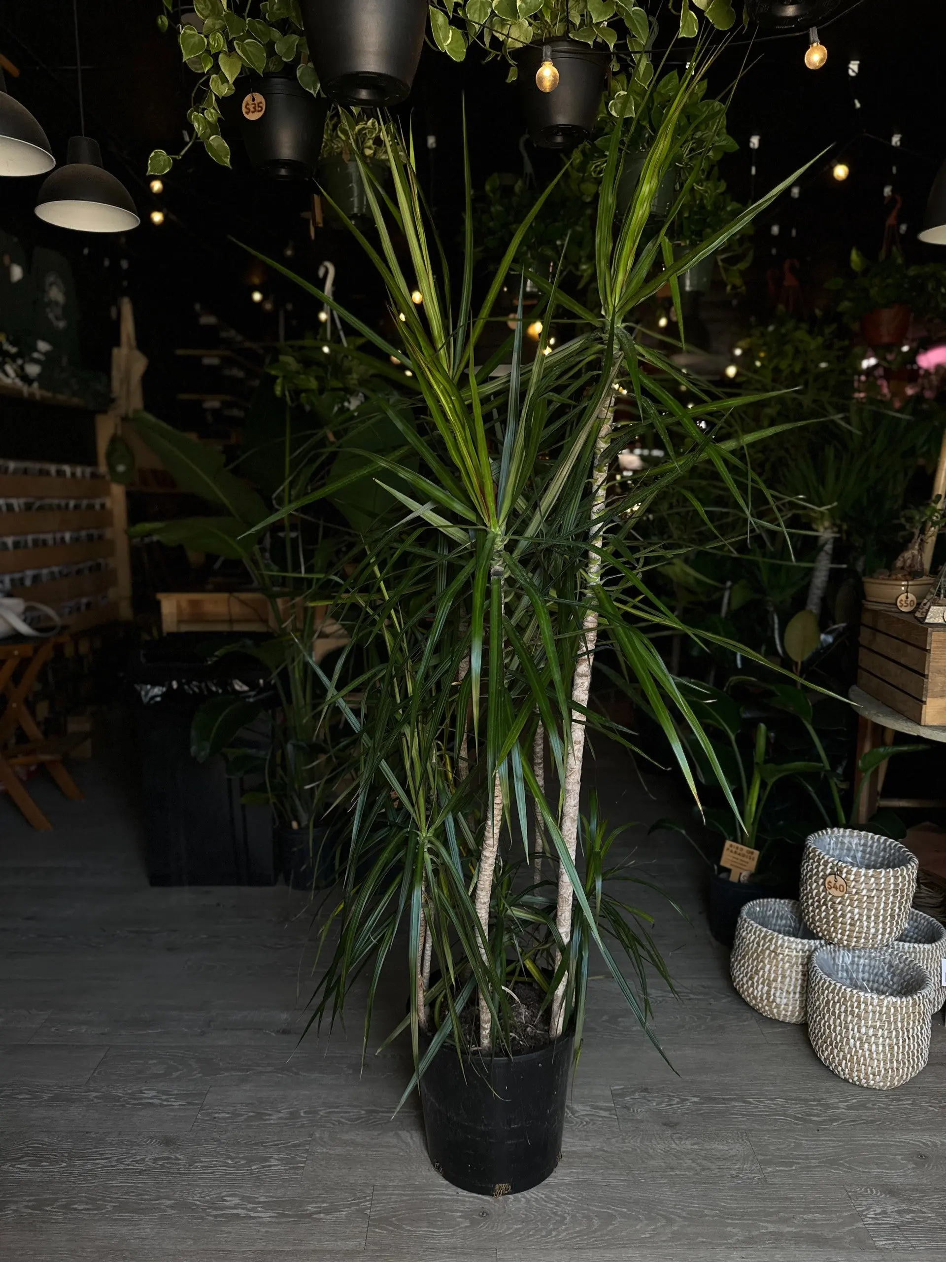 Dragon Tree (Dracaena Marginata) 14"