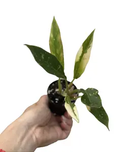 Philodendron Ring of Fire 2” Potted Live Plant - Rare Exotic Houseplant - Color-Changing Foliage - Vibrant Orange, Copper, & Gold - Tropical Gift - Unique Indoor Plant - Self-Heading Aroid - Low Maintenance - Statement Greenery - Bright Foliage