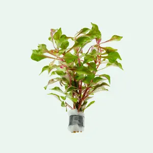 Alternanthera Bettzickiana