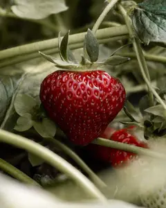Chandler June-Bearing Strawberry Plants | Large, Sweet, High-Yield Variety | Non-GMO Bare Root | Hand Picked Nursery