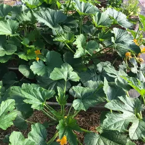 Organic Black Beauty Zucchini Squash Seeds (Cucurbita pepo) – Classic Heirloom Variety, Dark Green Fruits, High Yield, Perfect for Sautéing and Baking – 10+ Seeds