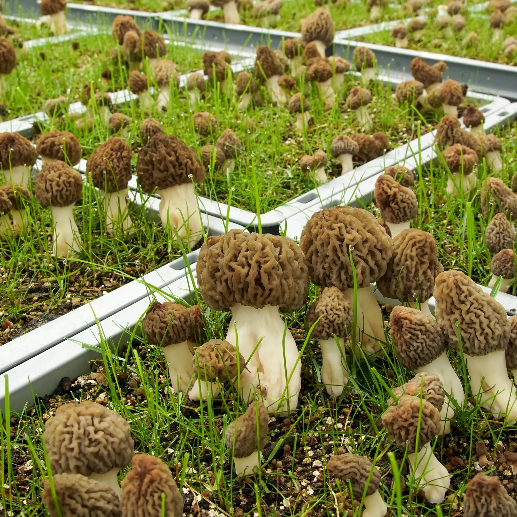 Large Kit Morel Mushroom Spores in Sawdust Seed Spore kit from WV 25 Gallon kit mushroom growkit