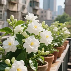Jasmine seeds | Easy-to-grow perennial, suitable for gardens, patios, and balconies | Perfect for night gardens