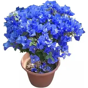 Multicolored bougainvillea, 50 bougainvillea - South American jasmine flowers, a striking landscape plant that grows rapidly and is well maintained