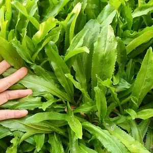 500+ Culantro Seeds – Ngò GAI – Sawtooth Herb – Mexican Coriander – Long Coriander – Recao – Fitweed Seeds – Premium, Non-GMO, Heirloom– Made in USA, Vegetable for Yard & Garden Planting