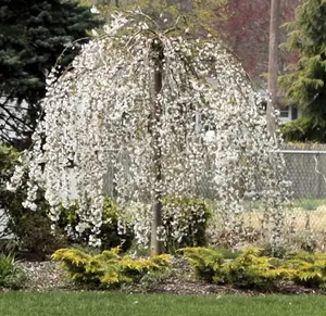 Live Weeping Cherry Blossom Tree Plant, 8 to 12 Inch Tall Cherry Blossom Tree Live in Pot, White Cherry Blossom Tree Plant, Dwarf Cherry Flower Tree Starter Plant