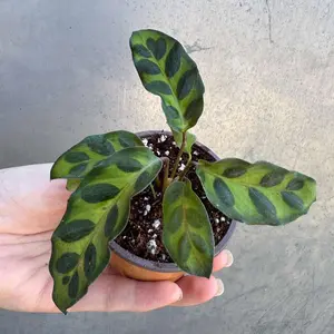 Calathea Lancifolia in a 2" Nursery Pot – Live Calathea Rattlesnake Houseplant – Low Light Indoor Plant – Air Purifying Houseplant