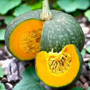 15 Kabocha Squash Seeds - Japanese Pumpkin Winter Squash for Home Garden - Dark Green Skin - Ideal for Roasting & Steaming - Vigorous Vines - Zone 6-10